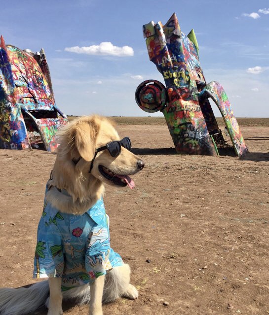 One man’s trash is another dog’s treasure