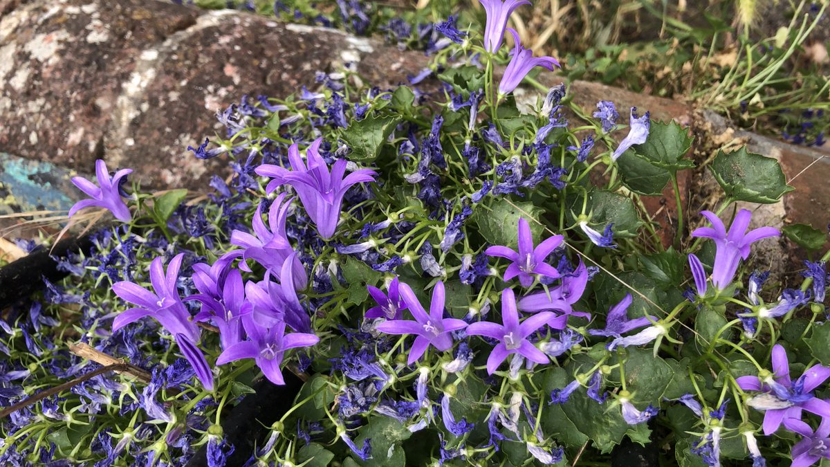 Today we have #Hypericaceae #Geraniaceae #Fabaceae #Campanulaceae