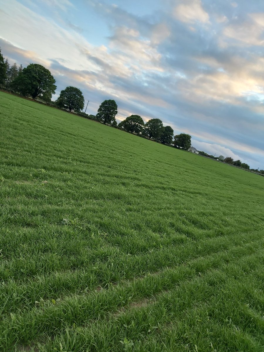 jafitz96's tweet photo. Grass seed sown 5 weeks today doing very well considering extremely dry conditions! @Germinal_Ire https://t.co/yD2k1C6mob