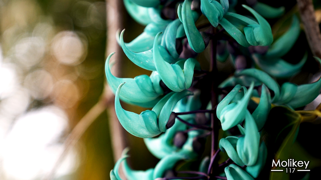 molikey117's tweet photo. Blue Jade Vine
👉 https://t.co/PSg8jIK4yM
#bigisland #Hawaii #kailuakona #beautyinnature #hawaiiyoutube #nature #flowers #strongylodonmacrobotrys #thingstodoincambridge https://t.co/oewR4Jz5wi