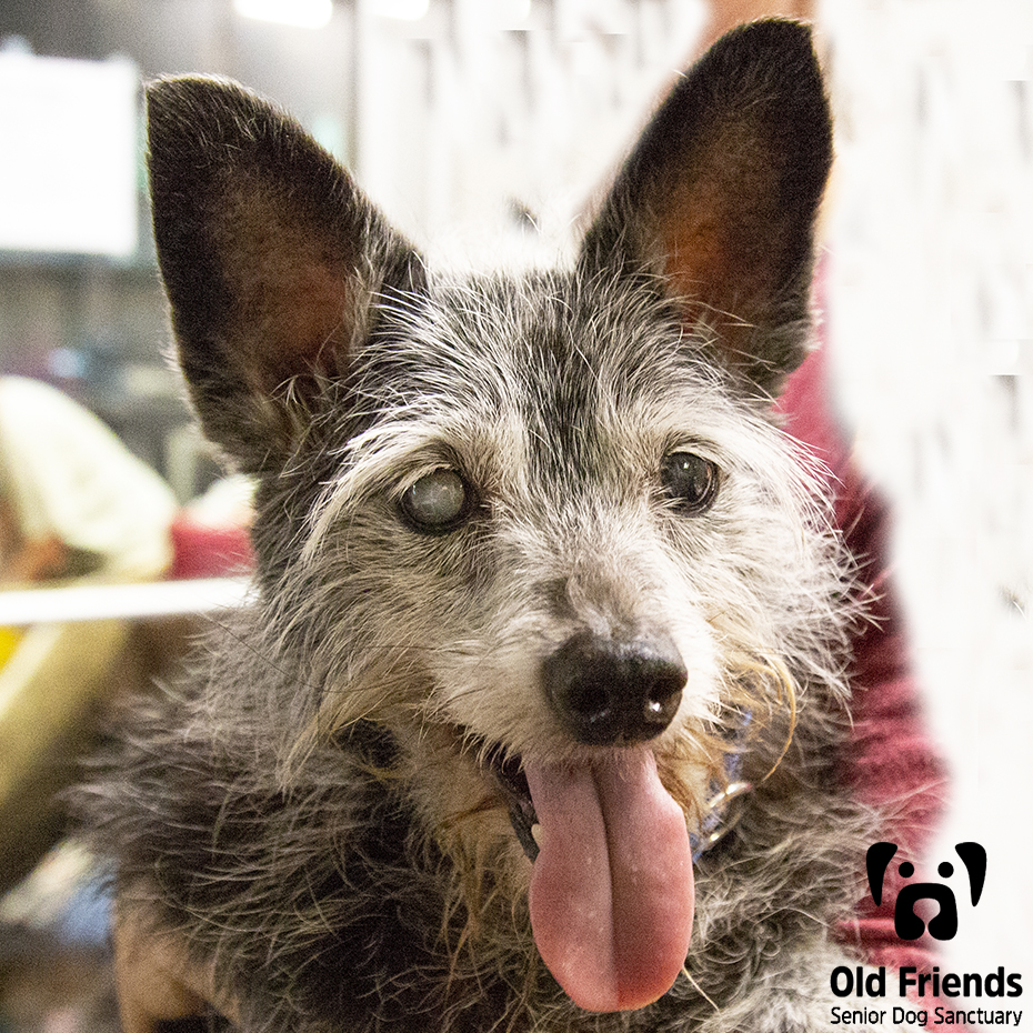 oldfriendssds's tweet photo. WELCOME HOME Hocus!!!
Please join us in welcoming this great dog into our Old Friends family!
#ofsds #ofsdshocus #seniordogs #ofsdswelcomehome #ofsdsfamily #welcomehome #family https://t.co/eTIKhy6RSO