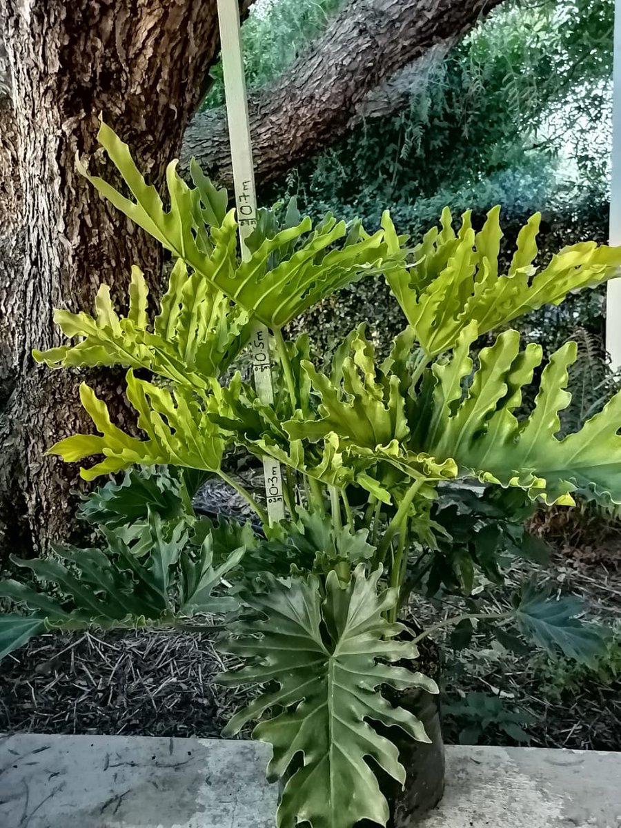 ClicknPlantza's tweet photo. Click &amp; Plant Newsletter - https://t.co/RnVQpmfTvg https://t.co/cCjPILqOaE