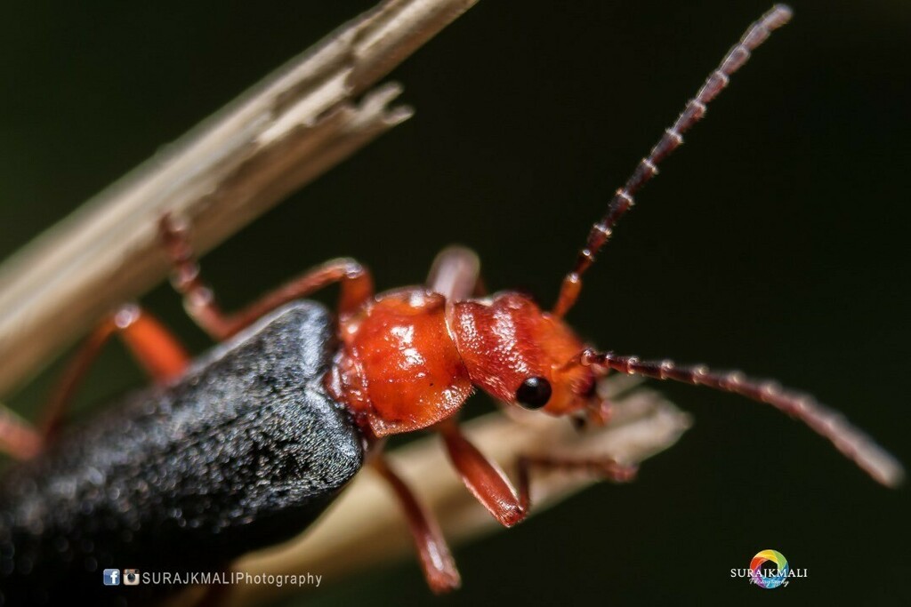 surajkmali's tweet photo. ~ Soldier Beetle ~
~ m i c r o s h o o t ~ crop sensor ~
#beetle #soldierbeetle #bokeh #microphotography #outdoor #sunnyday #micro_picture #nikon #dark_macro_art #outdoor #redbeetle #insects #shouttoutcom #picoftheday #photooftheday #instapic #500px #in… https://t.co/P89ajvgrUE https://t.co/t4TWbNsIRA