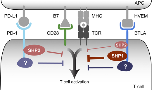 .<a href="/XiaozhengX/">Xiaozheng Xu</a> <a href="/hui_enfu/">Enfu Hui</a> and colleagues <a href="/ucsdbiosciences/">UCSD BioSciences</a> report that immune checkpoints PD-1 and BTLA inhibit T cell functions through weak phosphatase SHP2 and strong phosphatase SHP1 respectively, in conjunction with a SHP1/2 independent mechanism bit.ly/3cWpfxo