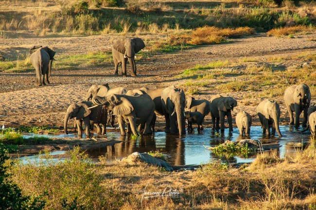 rihannvw's tweet photo. We will keep you updated with the sightings along the river. The afternoon filled with elephants along the river. 

#elephants #crocodileriver #awesomephotos #wildlifephotography #krugernationalpark #marlothpark #mvuradonasafarilodge #photographicsafari https://t.co/JvcNTF3QRa