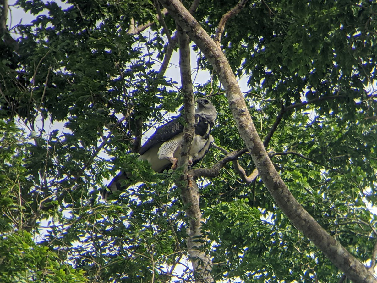 ClaudioMonteza's tweet photo. Águila Harpía en la ciudad de Panamá / Harpy Eagle in Panamá city. https://t.co/CQt1OG3TdW