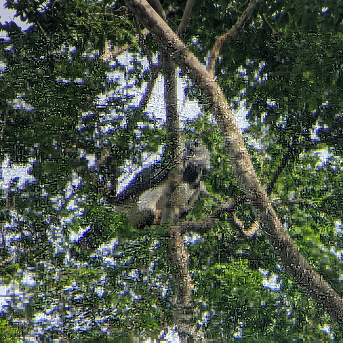 ClaudioMonteza's tweet photo. Águila Harpía en la ciudad de Panamá / Harpy Eagle in Panamá city. https://t.co/CQt1OG3TdW