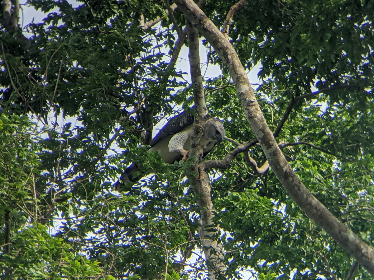 Águila Harpía en la ciudad de Panamá / Harpy Eagle in Panamá city.