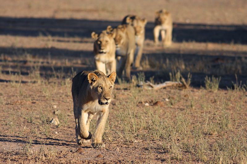 oliviacanales10's tweet photo. A study in Zambia saw lions dying by two percent every year. They proposed practices "including conservative quotas, harvest restricted to older age classes, changes in the quota allocation structure and accurate, and transparent trophy monitoring and enforcement." #39canimals https://t.co/UbWsbEfGU0