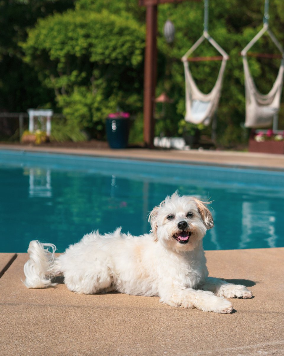 We forgot to get this adorable pups name, but we didn't forget to photograph them by their new Stone Brook liner! Summer is going to be lots of fun for this furry friend🐶 #poolpups #glipoolproducts