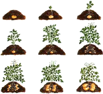 grow your own potatoes❤️
#potato #potatoes #ecology #environment #cultivate