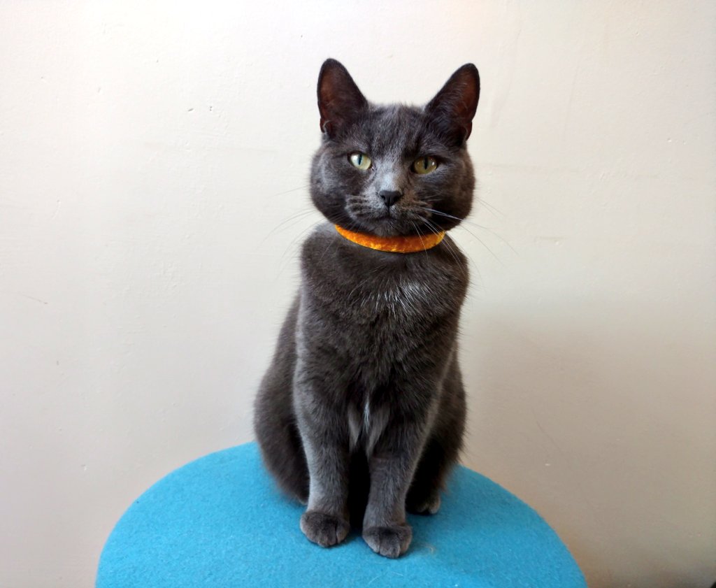 Paf & Tika tweet media