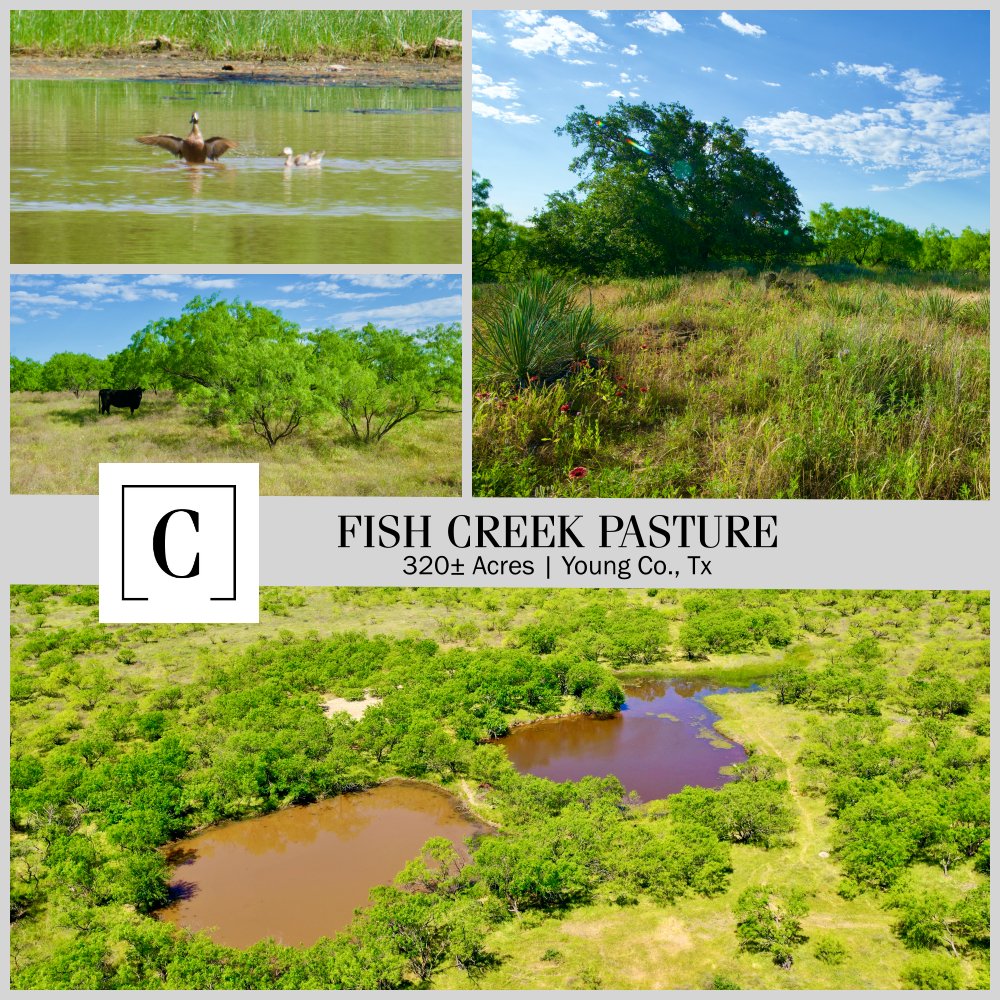 CFRLand's tweet photo. We have another great #NewListing for you!

FISH CREEK RANCH  |  320± ACRES  |  YOUNG CO., TX
Listed by Heath Kramer (940) 456-0575

View Here: https://t.co/FCXkJJMWaa

#lifeonland #cfrland #LandforSale #RanchforSale #HuntingLand https://t.co/X9LAGlFb1F