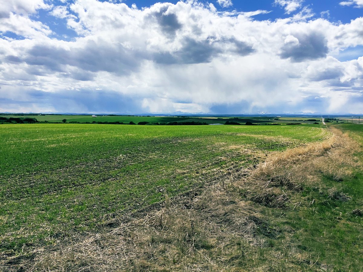 It has been a great day to be scouting. Crops here are looking good and are about ready to be sprayed. And I could see the mountains for most of the day! #RockyMountains #MaddenAB