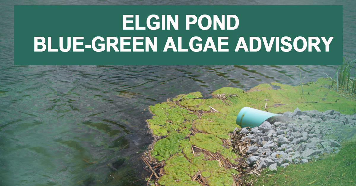 twpuxbridge's tweet photo. Please be advised that a blue-green algae bloom has been identified in Elgin Pond. People and pets should not swim or play in areas where water is discoloured or where foam, scum or mats of algae are present. Drinking water or eating fish from the affected ares is not advisable. https://t.co/bWcviKVLP6