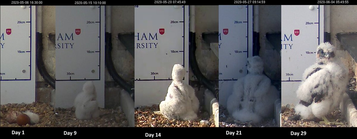 Size comparison from Day 1 to 29 of our lovely falcon chick #theygrowsofast #peregrine #ntu #falcon #wildlifeinthecity