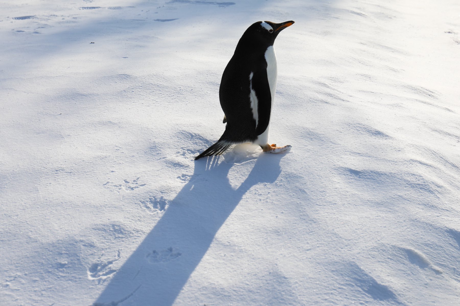 🐧めろん🐧 on X: 