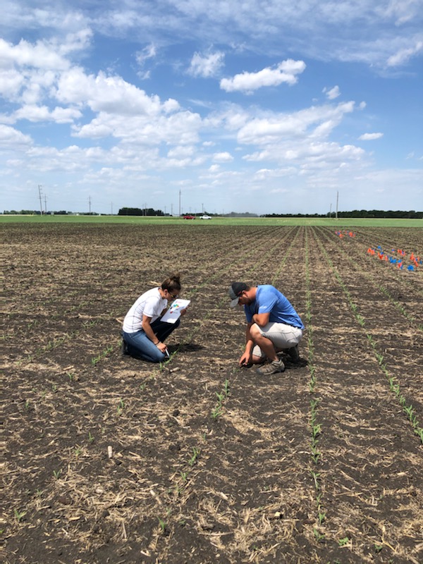 Afternoon well spent analizing emergence, vigor, and cutworm in our <a href="/PRIDESEEDS/">PRIDE Seeds</a> corn and soybean plots with <a href="/alana_serhan/">Alana Serhan</a>. Cutworm not worth spraying but need to keep a lookout!