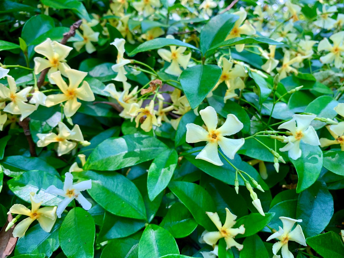 Cloudsailor 星羅の一日一花 テイカカズラ 定家葛 基部が筒状で先端は5裂して広がる花は全体としてプロペラ状になる 花ははじめ白く次第に淡黄色になる 芳香あり 有毒植物 キョウチクトウ科テイカカズラ属 日本 朝鮮半島に分布 Asiatic Jasmine