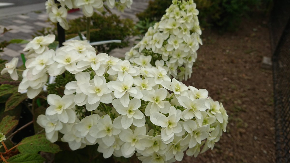 soraran60's tweet photo. .
メイちゃんシャツ着て活動中🎸
近くの公園で紫陽花が満開
暑さの中🌞
雨を恋しがってるかも…⁉️

#Queen #ギターシャツ 
#紫陽花 #アジサイ #スマホ写真 https://t.co/oxgPsqab6i