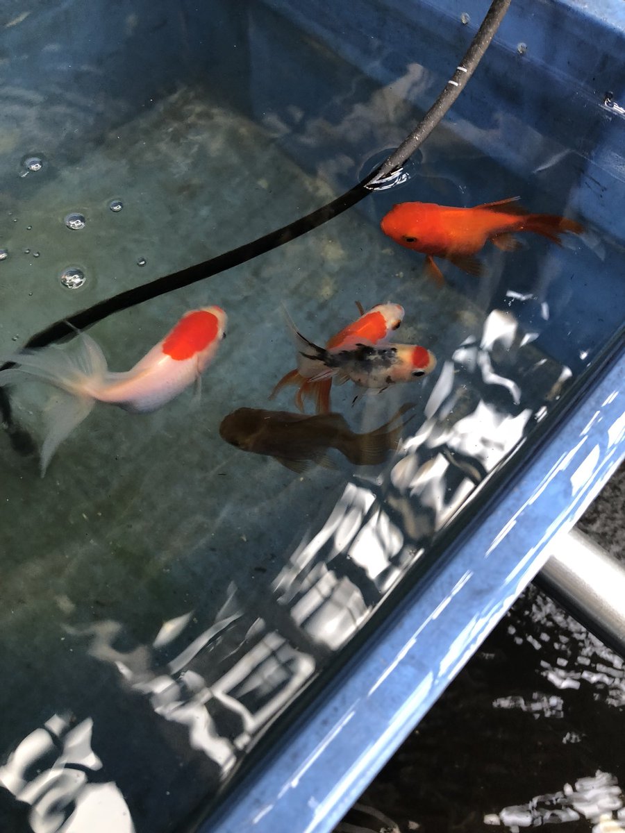 めだか日記 サッカー 金魚は金魚でまた違ったかわいさ 金魚 池 ホテイアオイ 地下水