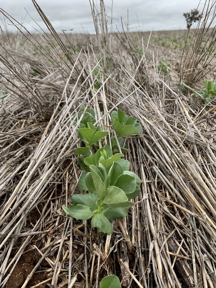 grassrootsag's tweet photo. Hear from Dr Chris Preston @UniofAdelaide on weed control in pulses. Join the webinar 12:30 pm (AEST) Tuesday 9 June. Register: https://t.co/B11iQVKN8E
#SouthernPulseExtension @BCG_Birchip @WeedSmartAU https://t.co/HSJ4WWahnS