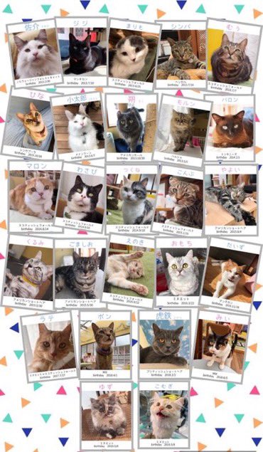 アメショにスコティッシュにマンチカン モッフモッフな猫に癒されてきた アミパ名取店猫カフェ 名取市 せんだいマチプラ