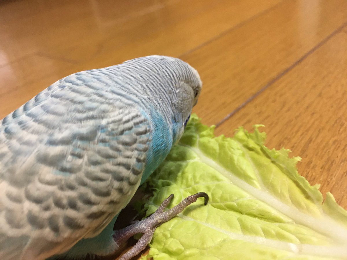 ちゃんピー Sekiseiinkopii Twitter