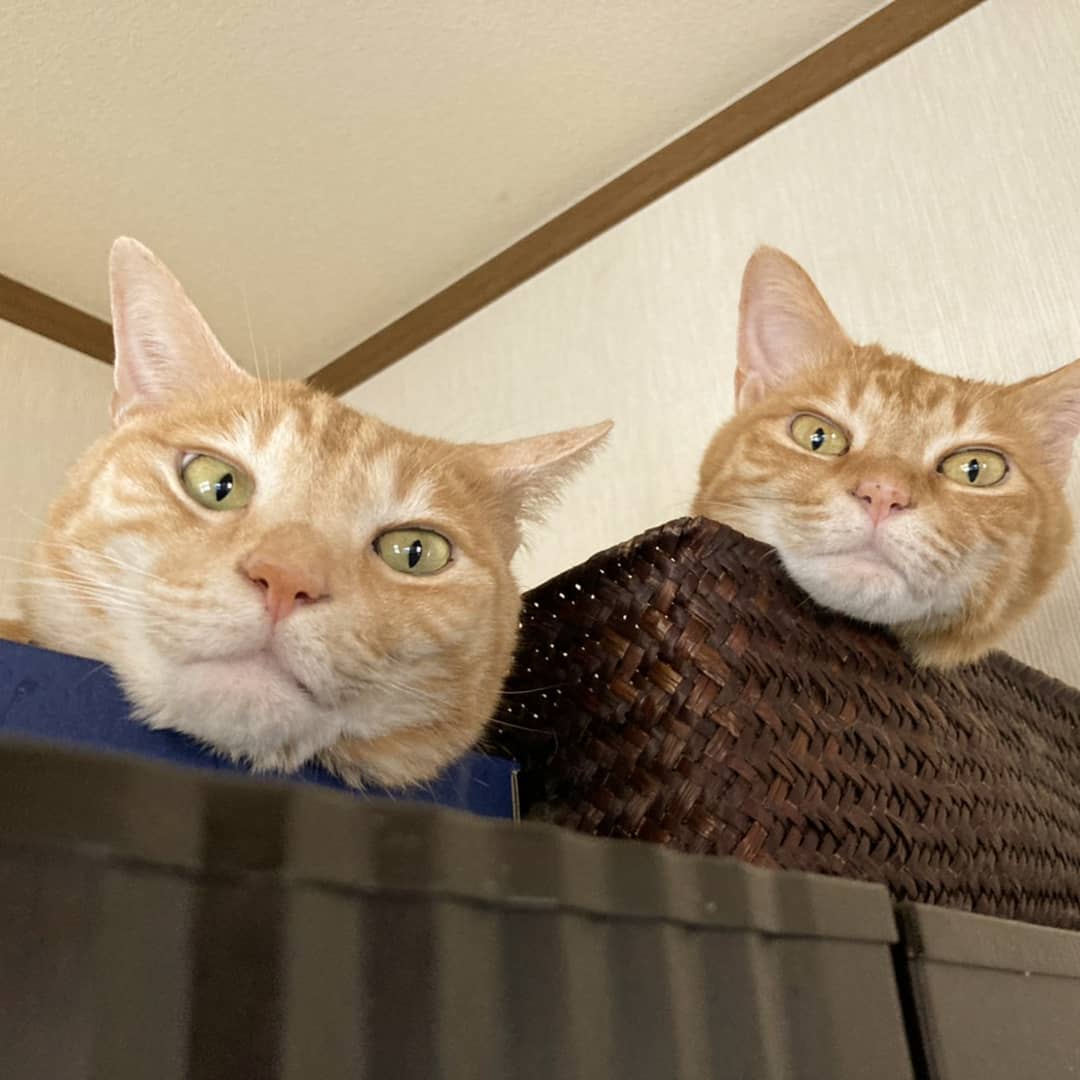 週間売れ筋 ひまねこ様専用2箱 - ヴァイスシュヴァルツ - www 人気最短出荷 ひまねこ様 ぬいぐるみ