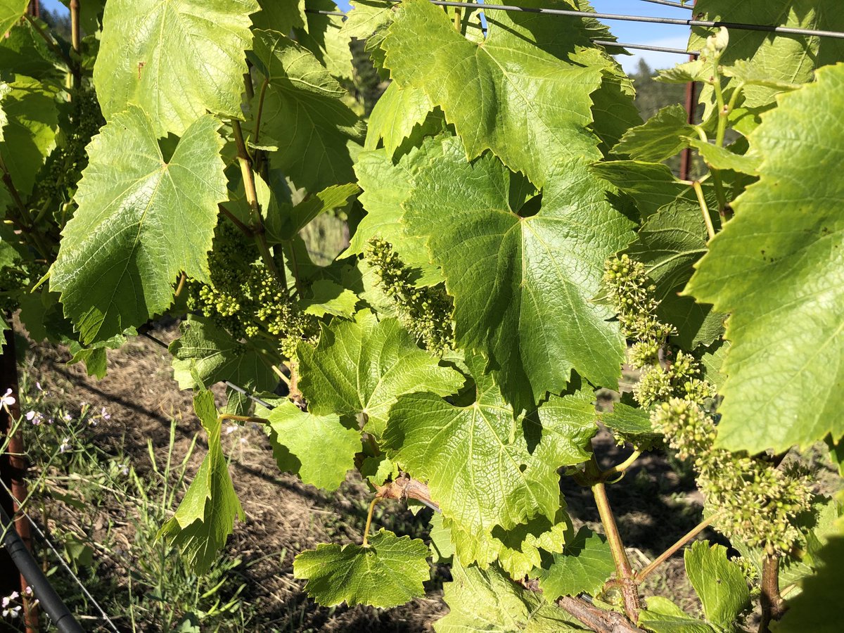Flowering nearly finished at Doc’s Ranch.  Nature must go on. #wine #GoAwayCovid #naturelovers #chardonnayday