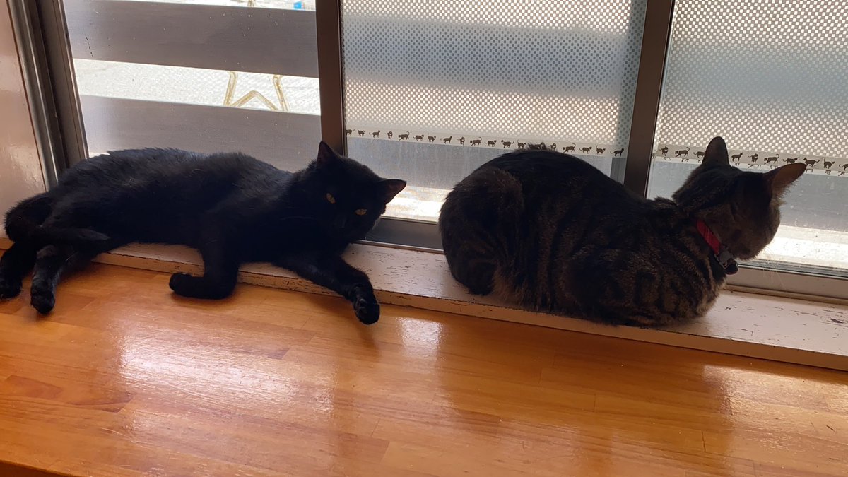 50 猫 カフェ タンゴ 100 で最高の画像