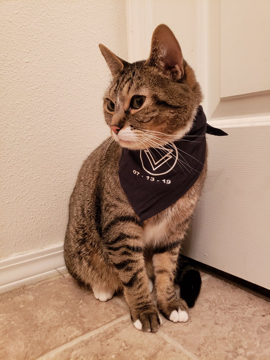 SoMuchApollo's tweet image. In honor of the new @theghostinside album release tonight, I wanted to share both my boys in their TGI bandanas. (Also, I promise that LG was fine. He's just super fluffy.)