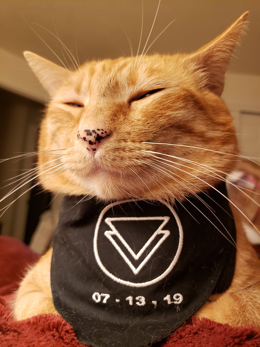 SoMuchApollo's tweet image. In honor of the new @theghostinside album release tonight, I wanted to share both my boys in their TGI bandanas. (Also, I promise that LG was fine. He's just super fluffy.)