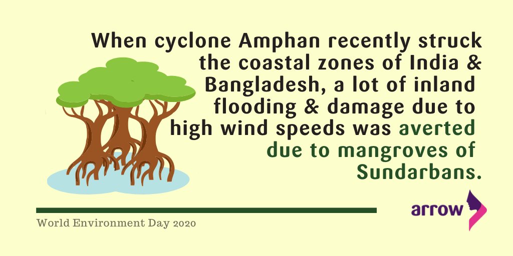 ARROW_Women's tweet photo. Women & girls experience higher fatalities in cyclones. When #CycloneAmphan hit W.Bengal, India & Bangladesh, a lot of inland flooding & damage was averted due to mangroves of #Sundarbans. After 2009's #CycloneAila, local women were actively engaged in restoration of Sundarbans. https://t.co/c1SOwYkSCx