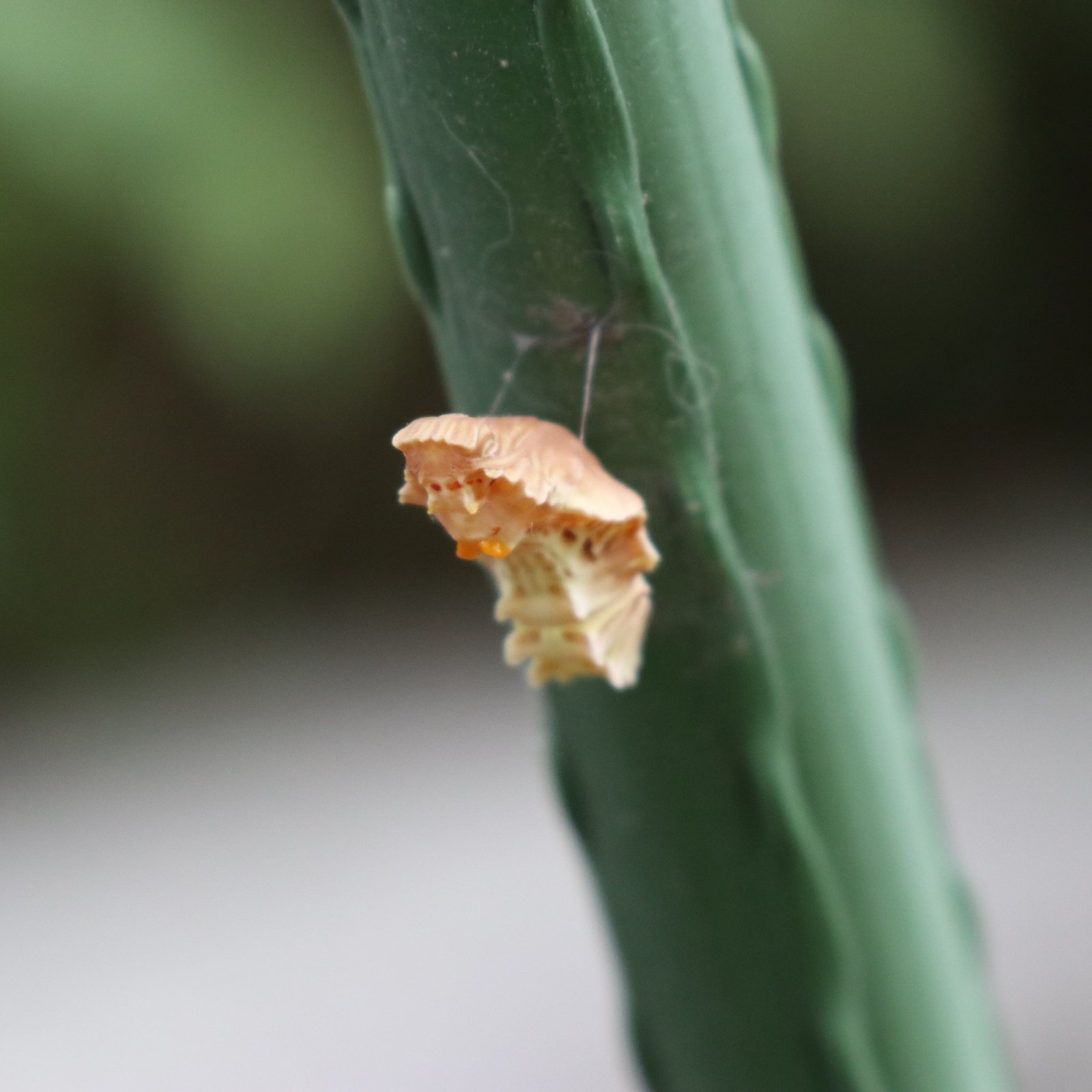 姫路文学館 今年初めて ジャコウアゲハのサナギ 通称 お菊虫 を見つけました ウマノスズクサのツル用の支柱にぶらさがっているのを 這いつくばって撮ったのですが なかなかの お菊感 後ろ手にしばられた女子感 がかもし出せたと自画自賛しています