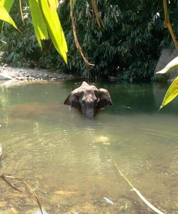 EncuadreNoticia's tweet photo. 🐘 Una elefante embarazada entro al pueblo de Kerala en la #India a pedir comida, alguien le dio una piña con explosivos y ella se la comió.
A pesar del dolor cuido de llegar a un río donde murió.
Las tristes imágenes dan la vuelta al mundo con el hashtag #KeralaElephantMurder https://t.co/9zN3sgysVp