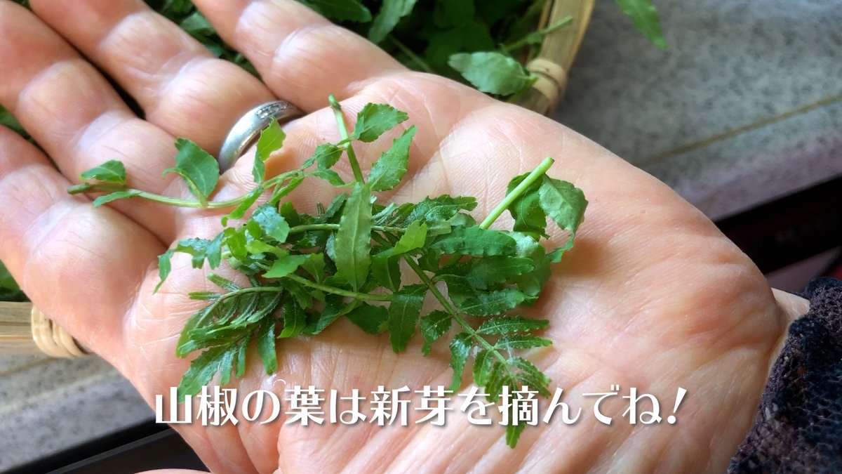 漬物名人 じゅんちゃん 旬の味覚 葉山椒味噌の作り方 を Youtubeでご紹介してます おにぎりにのっけたり 冷奴のトッピングにと 便利な一品です 山椒の風味が 口いっぱいに広がって 食欲をそそる味 冷凍保存もできるので 保存食にもいいですよ