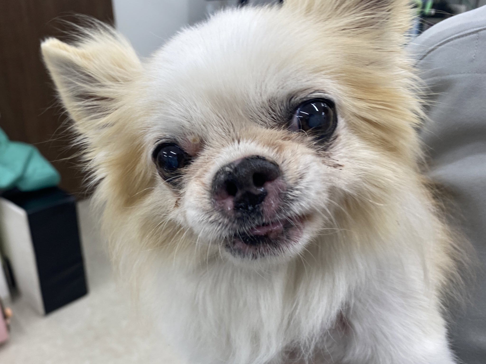 獣医師 小吹貴之 Youtuber 同 Vets Consulting代表 犬の胃拡張 胃は捻れてなくても ガスで大きくなりすぎるだけでもかなり危険なんですs 場合によっては一刻も早く減圧をした方がいい時もあるので お腹が張って 苦しそうなときは注意して
