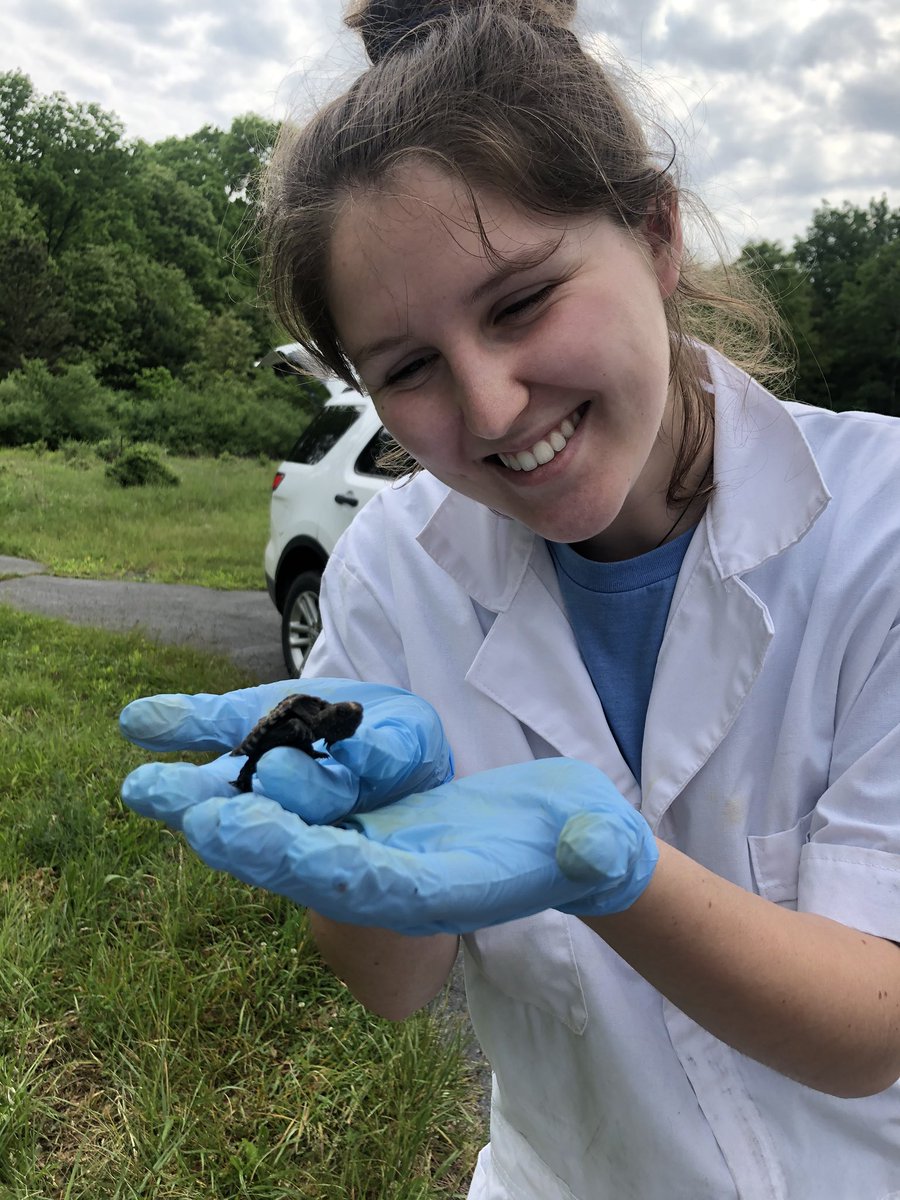 Annamwise's tweet photo. Little compilation of cuteness I find out during fieldwork 🥰🐢🦎 https://t.co/vB9u8Klm6J