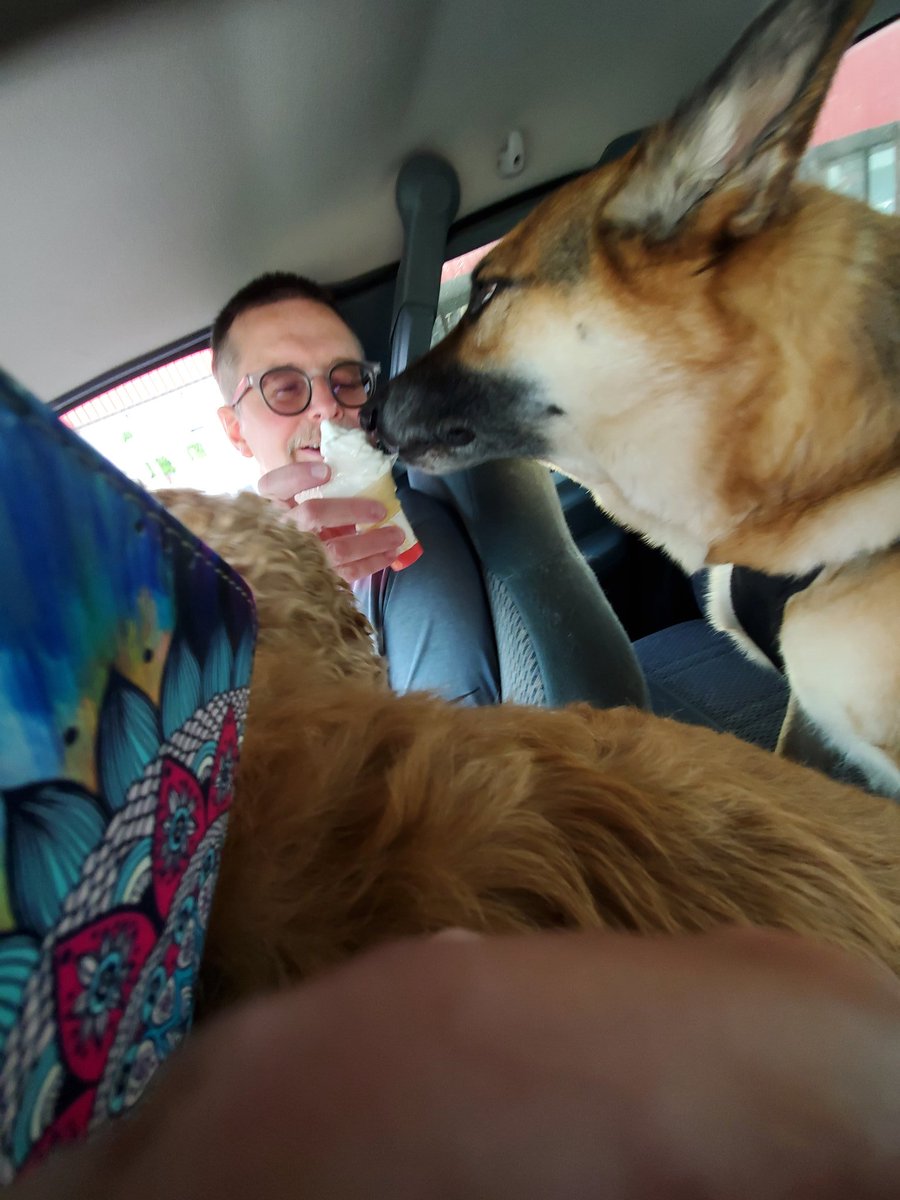 F3inGoderich's tweet photo. First of the season #icecream #notjustforhumans #gingerthecockerspaniel #BostontheGSD https://t.co/eEO7Lnw7bI