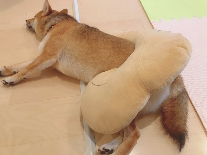 イタズラでネックピローつけたったけど全く気にしないやつ 