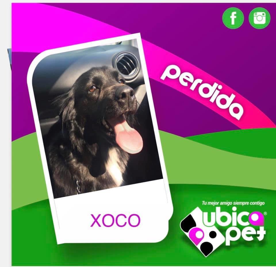UbicapetMexico's tweet photo. P1934   
📢ATENCIÓN
HUIXQUILUCAN 
LOMAS DE LA HERRADURA
RECOMPENSA 💰 $ 2,000
🆘 AYUDA PARA LOCALIZAR A  "XOCO".
🐶🐕
Mestiza 
7 años 
Hembra
Negra pecho blanco
🎖️Collar: No
📆31/05/2020
🌐 Calle del Arco
Edomex
☎️ @UbicapetMexico al 5538181314 o con Elena al 5519654163.
RT🙏🏼♥️🐶 https://t.co/h7gSsa5NVS