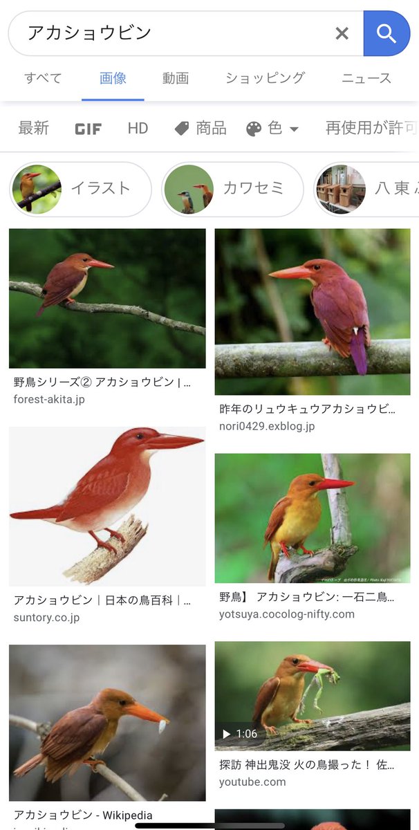 تويتر 河井 菜摘 Natsumi Kawai على تويتر アカショウビンかわいい T Co Eqxf4vqxaq