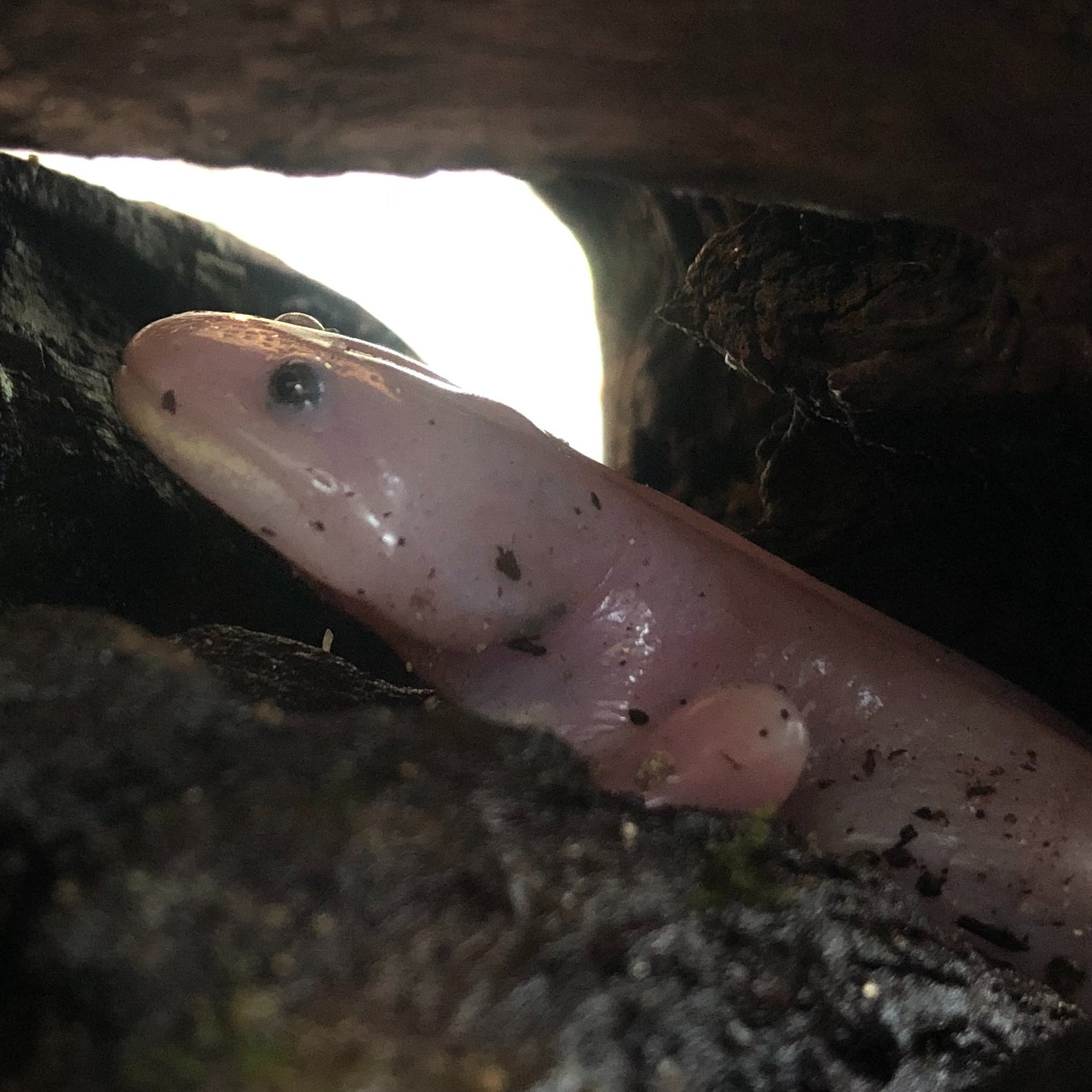 公式 アクアマリンふくしま ピラピラしたエラが特徴のメキシコサラマンダーが成体になって上陸してしまいました ツルリヌルリとした感じがちょっと アクアマリンふくしま ウーパールーパー ツイッターで楽しむ水族館