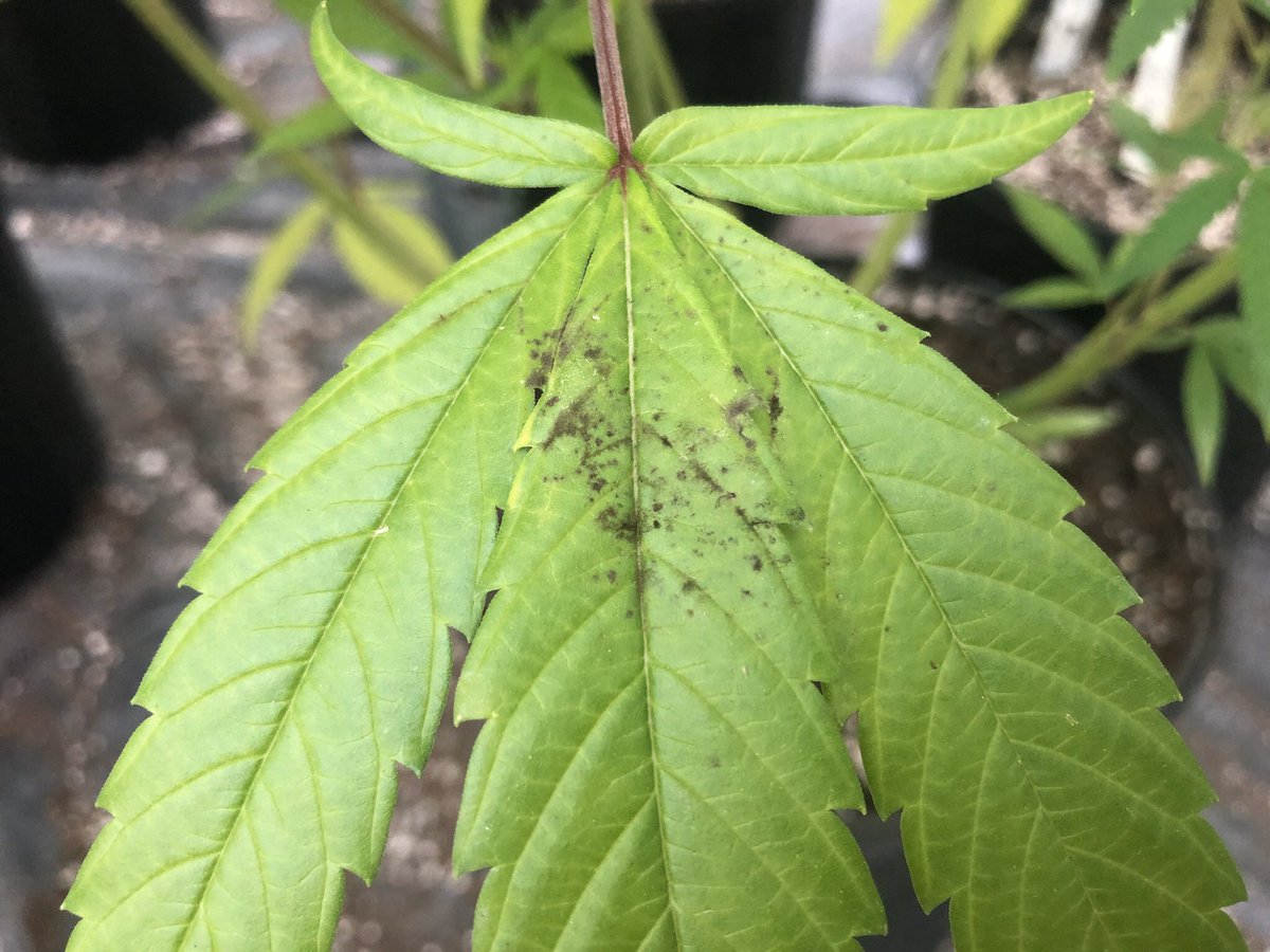 mlcwoodward's tweet photo. Just a few of the many #hemp personal first sightings that I observed today! Connecting with growers, their needs, boots on the ground = Real. Life. Solutions. (or at least a step in the right direction!) #TNHemp @TNplantDR @UTSpecialtyCrop @UTcrops @plantdisease @plantpathgrads https://t.co/FbkkttlwFI