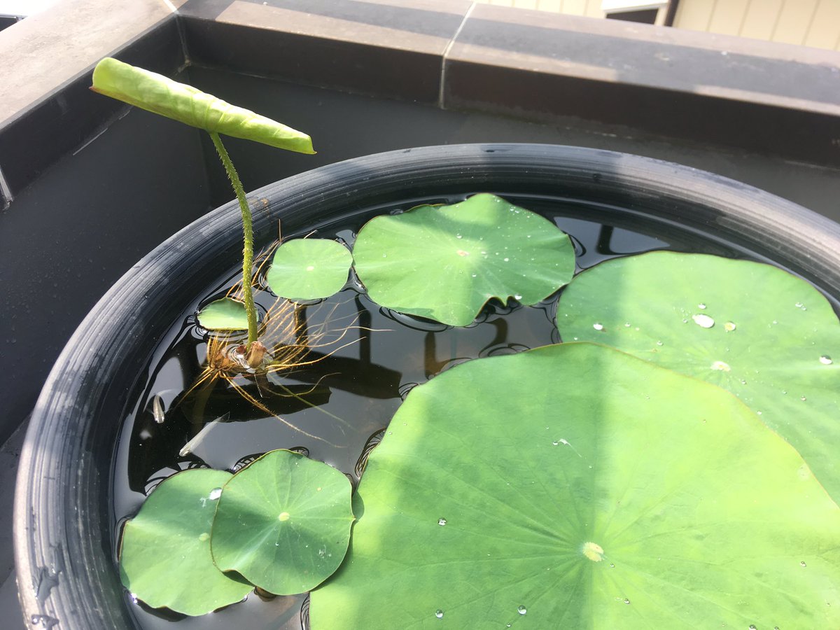 キカ 中文用hn 奈 澎湖本作成中 そろそろ葉が開きそう 立ち葉っぽいが根が水位ギリギリまで上がった上でなので 茎も短く真偽の程は不明である 中国古代蓮 蓮種はやっと緑の葉が一枚出た 肥料やっと効いてきたかなぁ 蓮根栽培