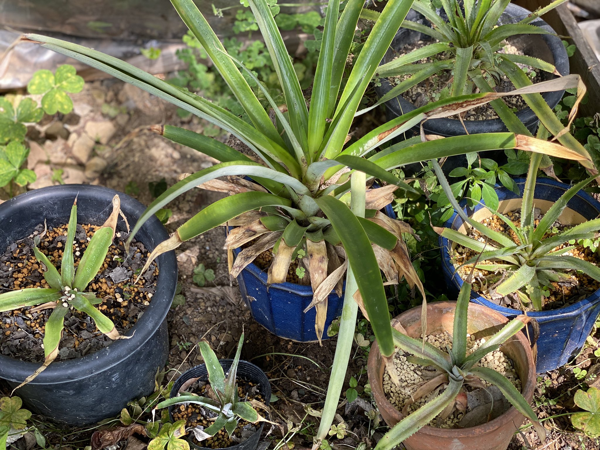 まい 買ってきたパイナップルにあった種をとって発芽はさせたけど 去年鉢植するのが早すぎて台風で飛んでったんだよなぁ パイナップル 種まき 家庭菜園 3枚目の写真はクラウン挿しで育ててるパイナップル