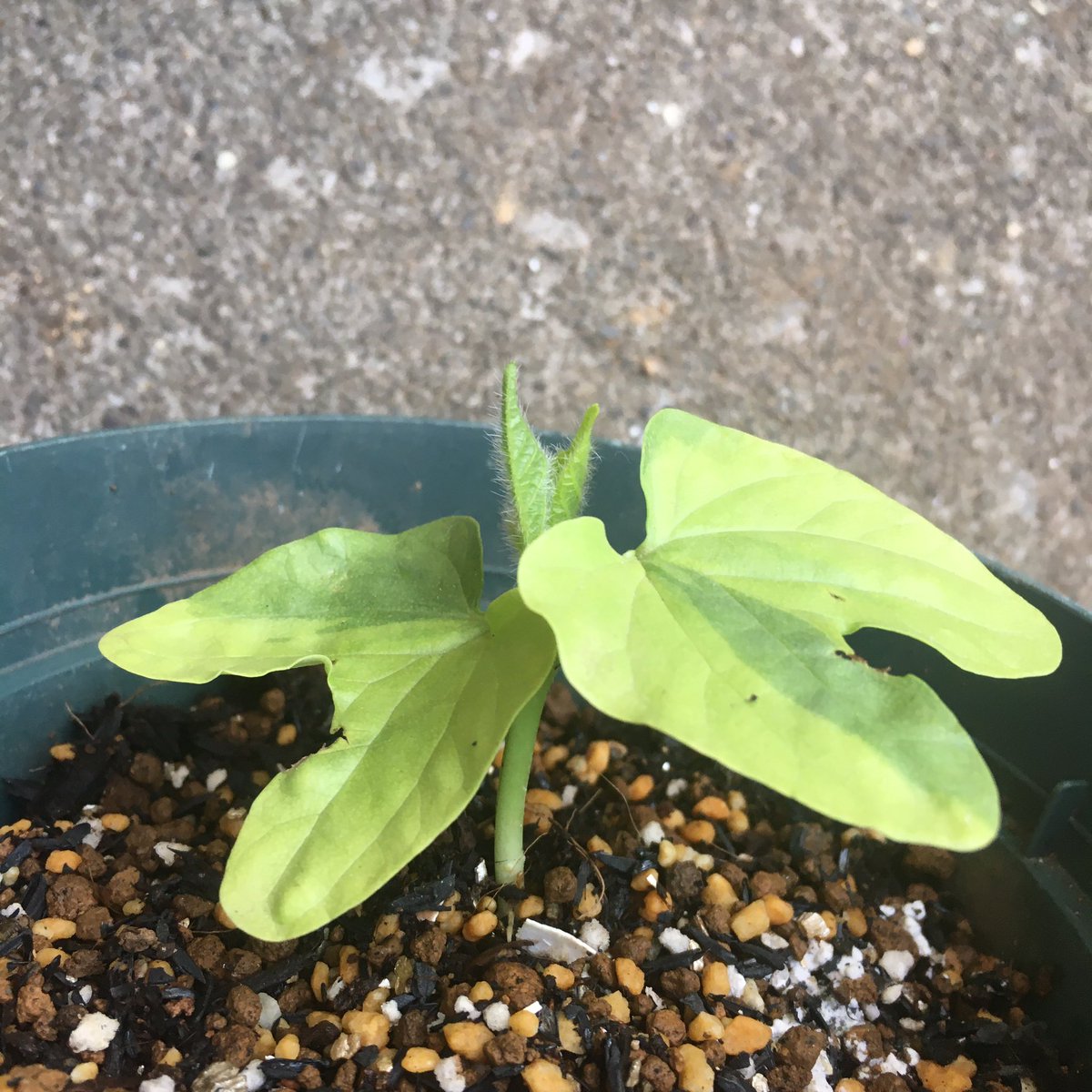 たいやき 今日も野良朝顔が咲いてました 松島や石化の変化朝顔も本葉が出てきました 松島は今年こそ染め分けた花が見たい 朝顔 あさがお 変化朝顔 Morning Glory