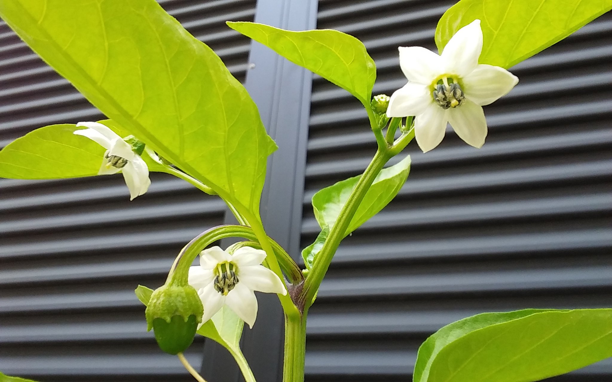 キモノ自由人 Kumi 花が次々咲いてきてピーマンの感じになってきました ー ピーマンの花って本当にいい香り ピーマンの花 ピーマンの実 T Co Bqjueua2v8 Twitter