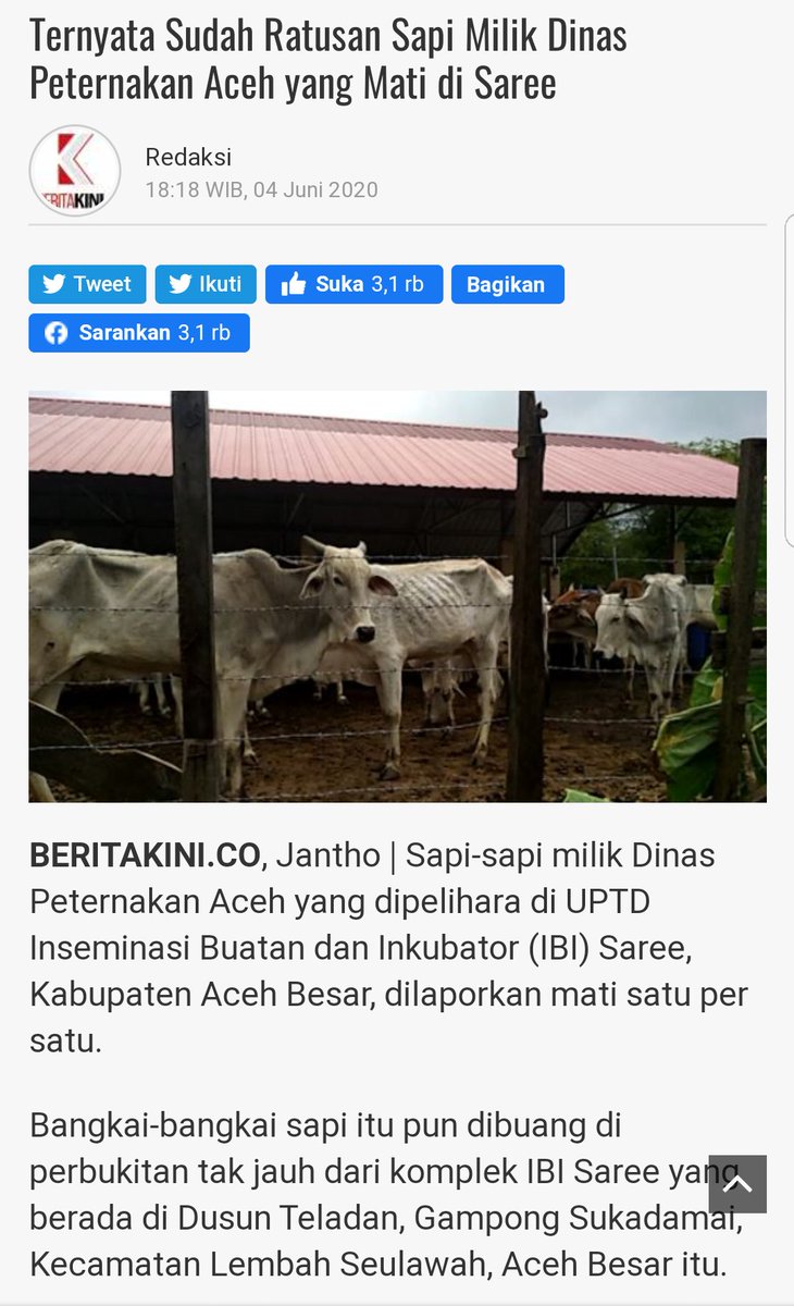 Bang_Miswar's tweet photo. Teman, jumlah sapi mestinya bertambah di tempat pembibitan sapi, kalau berkurang itu rumah potong namanya 🤣🤣🤣 https://t.co/ruUZ4g0A3s